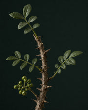 Lymphatic Drops