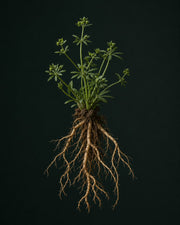 Lymphatic Drops